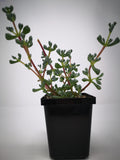 Succulent (Tender) Oscularia caulescens