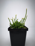 Succulent (Tender) Rhipsalis cereusula