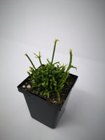 Succulent (Tender) Rhipsalis cereusula