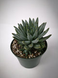 Succulent (Tender) Pachyveria glauca Little Jewel