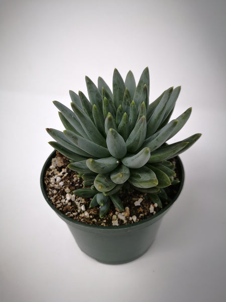 glauca succulent Succulent (Tender) Pachyveria glauca Little Jewel – The Greenery Garden Centre