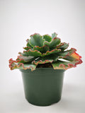 Succulent (Tender) Echeveria Deco Edge