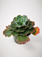 Succulent (Tender) Echeveria Deco Edge