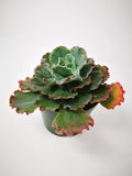 Succulent (Tender) Echeveria Deco Edge