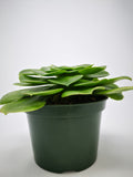 Succulent (Tender) Aeonium arboreum Green Salad Bowl