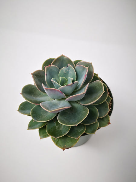 tender perennial succulent Succulent (Tender) Echeveria Green Pearl – The Greenery Garden Centre