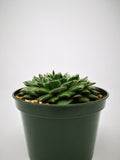 Succulent (Tender) Echeveria ciliata