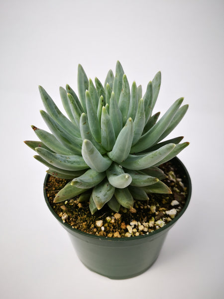echeveria arrow succulent Succulent (Tender) Echeveria Arrow Cap – The Greenery Garden Centre