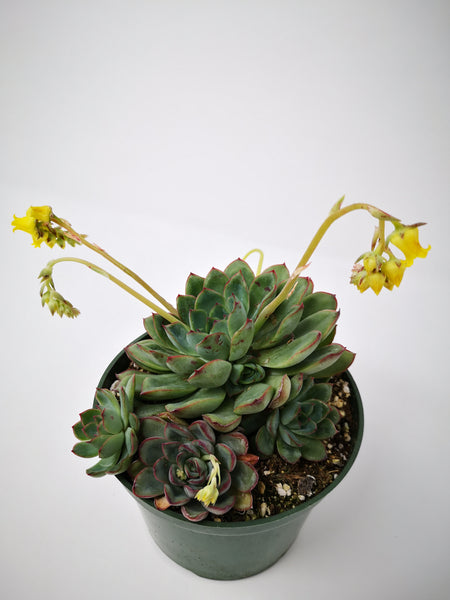 tender perennial succulent Succulent (Tender) Echeveria pulidonis – The Greenery Garden Centre