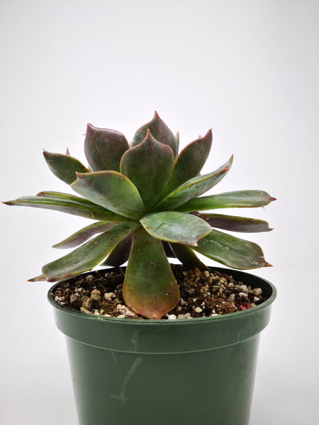 princess blue succulent Succulent (Tender) Echeveria Princess Blue – The Greenery Garden Centre