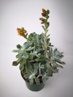 Succulent (Tender) Echeveria pulvinata Frosty