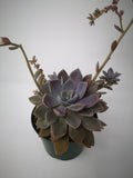 Succulent (Tender) Graptoveria Debbie