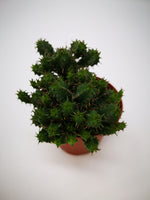Succulent (Tender) Euphorbia submamillaris