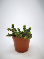 Succulent (Tender) Sedum brevifolium