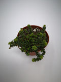 Succulent (Tender) Sedum brevifolium