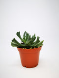 Succulent (Tender) Rhombophyllum dolabriforme Elkhorn Plant