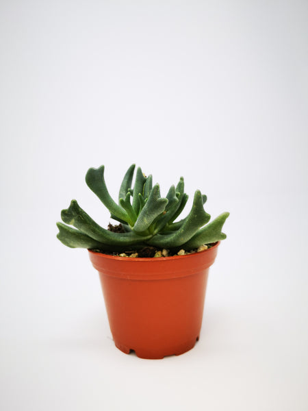 elkhorn plant succulent Succulent (Tender) Rhombophyllum dolabriforme Elkhorn Plant – The Greenery Garden Centre
