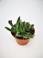 Succulent (Tender) Rhombophyllum dolabriforme Elkhorn Plant