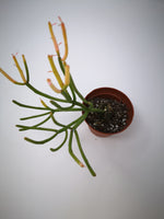 Succulent (Tender) Euphorbia tirucalli Fire Sticks