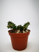 Succulent (Tender) Huerina zebrina Life Savour Plant