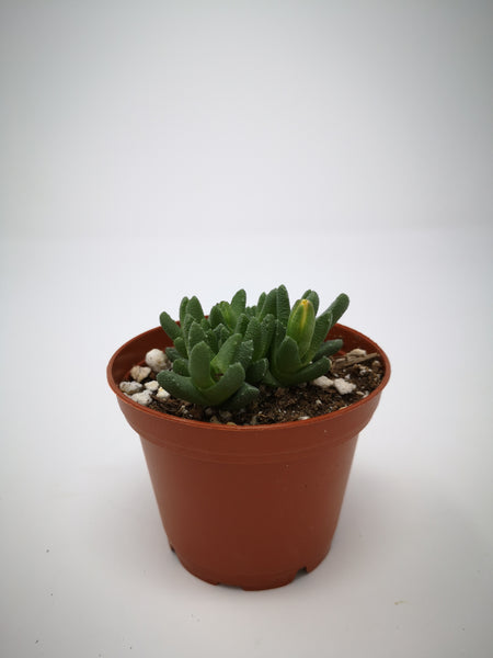 Succulent (Tender) Stomatium mustellinum