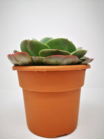 Succulent (Tender) Echeveria imbricata