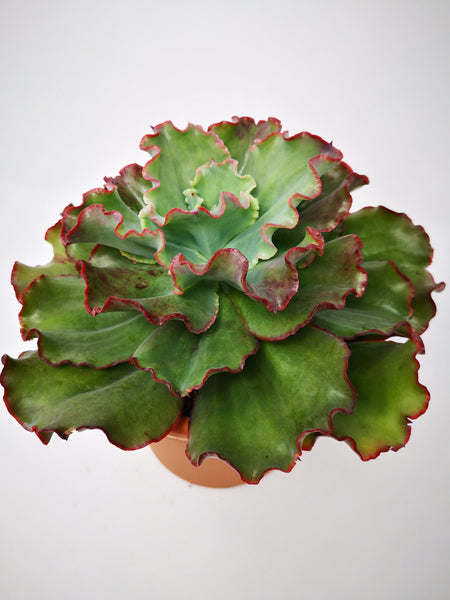 red frills succulent Succulent (Tender) Echeveria Red Frills – The Greenery Garden Centre