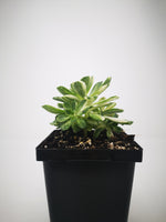 Succulent (Tender) Aeonium castello-paivae variegata