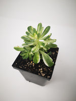 Succulent (Tender) Aeonium castello-paivae variegata