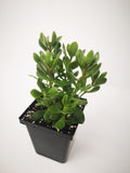 Succulent (Tender) Crassula radicans