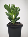 Succulent (Tender) Crassula argentea Gollum