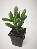 Succulent (Tender) Crassula argentea Gollum