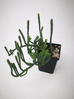 Succulent (Tender) Crassula lycopodiodes