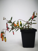Succulent (Tender) Kalanchoe uniflora Winterbells