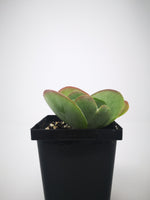 Succulent (Tender) Kalanchoe thrysifolia Flap Jacks