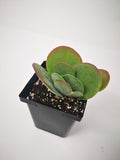 Succulent (Tender) Kalanchoe thrysifolia Flap Jacks