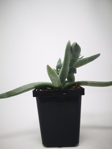 Succulent (Tender) Crassula falcata Propeller Plant