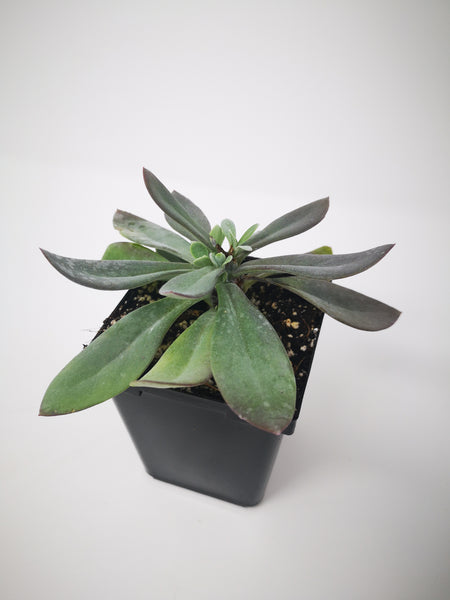 mountain fire succulent Succulent (Tender) Senecio cephalophorus Mountain Fire – The Greenery Garden Centre