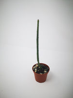 Succulent (Tender) Euphorbia leucodendron Cattails