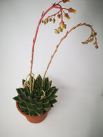 Succulent (Tender) Echeveria Miranda
