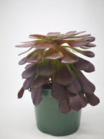 Succulent (Tender) Aeonium arboreum Burgundy Salad Bowl