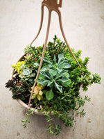 Assorted Succulent Hanging Bowl #1