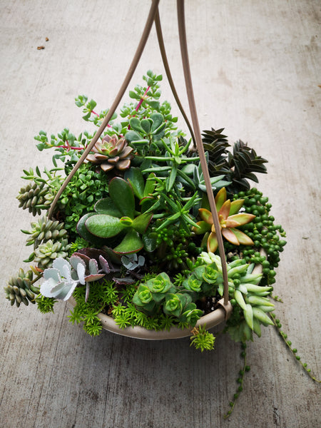 Assorted Succulent Hanging Bowl #2