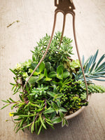 Assorted Succulent Hanging Bowl #3