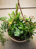 Assorted Succulent Hanging Bowl #4