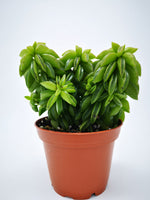 Succulent (Tender) Pepperomia axillaris