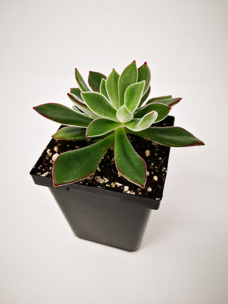 plush plant succulent Succulent (Tender) Echeveria harmsii Plush Plant – The Greenery Garden Centre