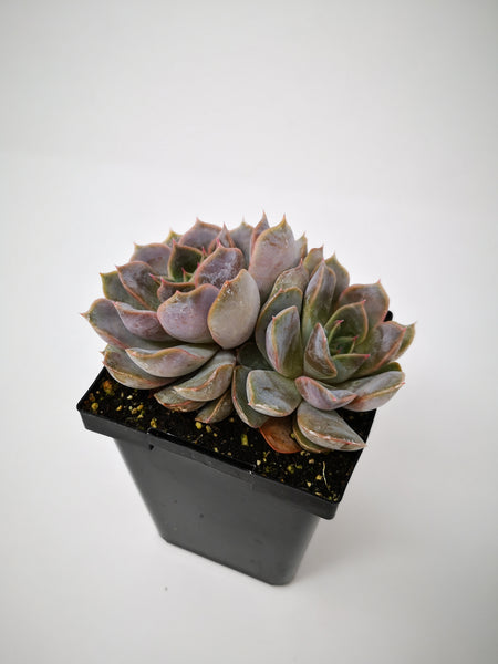 echeveria orion succulent Succulent (Tender) Echeveria Orion – The Greenery Garden Centre