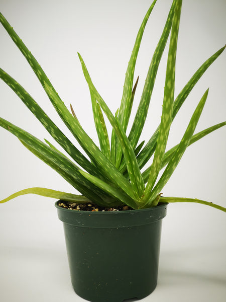 aloe vera plant toronto Aloe Vera Large – The Greenery Garden Centre