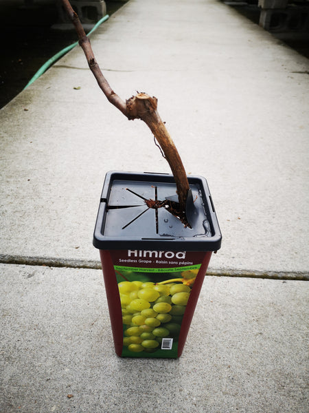 Seedless Grape Himrod